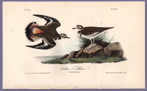 Audubon Octavo Print 317 Kildeer Plover, 1840 First Edition, full sheet