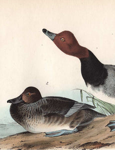 Audubon Octavo Print 396 Red Headed Duck, 1840 First Edition, detail