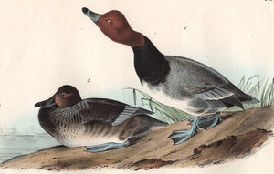 Audubon Octavo Print 396 Red Headed Duck, 1840 First Edition, detail