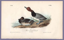 Load image into Gallery viewer, Audubon Octavo Print 396 Red Headed Duck, 1840 First Edition, full sheet
