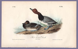 Audubon Octavo Print 396 Red Headed Duck, 1840 First Edition, full sheet