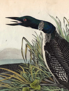 Audubon Octavo Print 476 Great North Diver or Loon, 1840 First Edition, detail