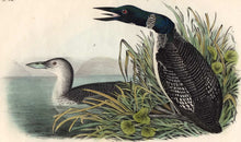 Load image into Gallery viewer, Audubon Octavo Print 476 Great North Diver or Loon, 1840 First Edition, detail