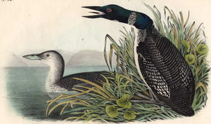 Audubon Octavo Print 476 Great North Diver or Loon, 1840 First Edition, detail
