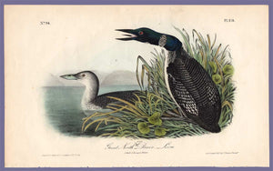 Audubon Octavo Print 476 Great North Diver or Loon, 1840 First Edition, full sheet