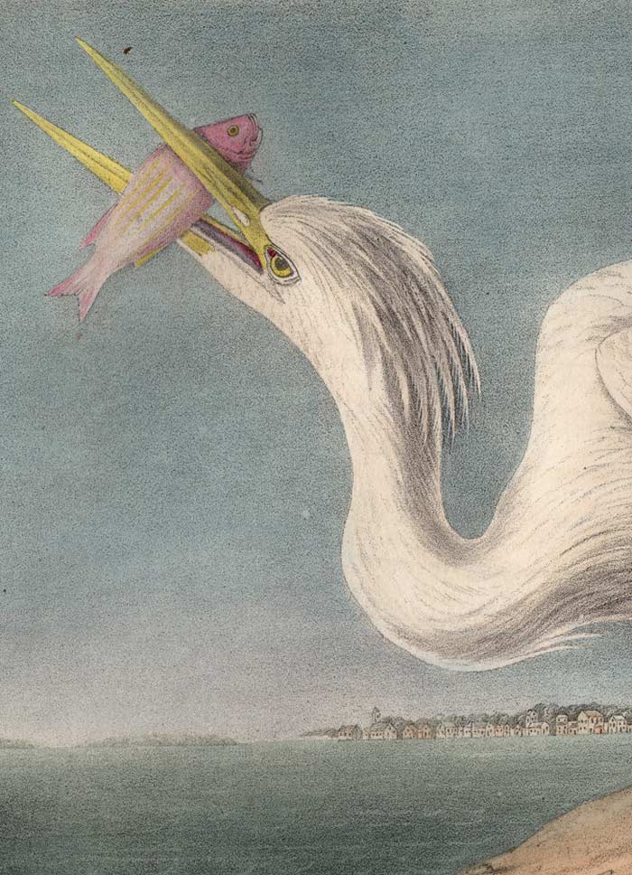 Audubon Octavo Print 368 Great White Heron, 1840 First Edition, detail