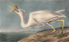 Load image into Gallery viewer, Audubon Octavo Print 368 Great White Heron, 1840 First Edition, detail