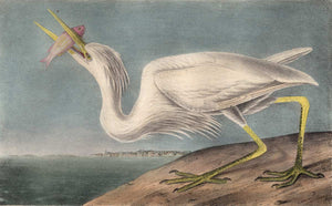 Audubon Octavo Print 368 Great White Heron, 1840 First Edition, detail