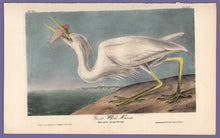 Load image into Gallery viewer, Audubon Octavo Print 368 Great White Heron, 1840 First Edition, full sheet