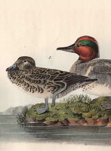 Load image into Gallery viewer, Audubon Octavo Print 392 Green-Winged Teal, 1840 First Edition, detail