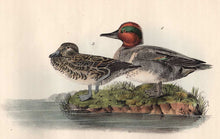 Load image into Gallery viewer, Audubon Octavo Print 392 Green-Winged Teal, 1840 First Edition, detail