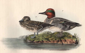 Audubon Octavo Print 392 Green-Winged Teal, 1840 First Edition, detail