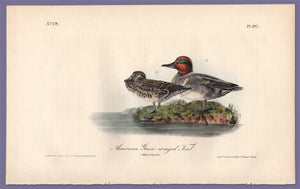 Audubon Octavo Print 392 Green-Winged Teal, 1840 First Edition, full sheet