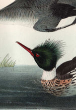 Load image into Gallery viewer, Original Audubon Octavo Print 412 Red-Breasted Merganser, 1840 First Edition, detail