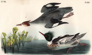 Original Audubon Octavo Print 412 Red-Breasted Merganser, 1840 First Edition, detail