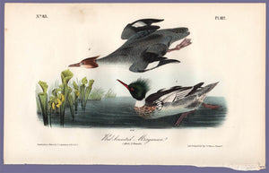 Original Audubon Octavo Print 412 Red-Breasted Merganser, 1840 First Edition, full sheet