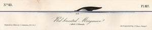 Original Audubon Octavo Print 412 Red-Breasted Merganser, 1840 First Edition, text areas