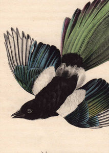 Audubon Octavo Print 227 Common Magpie, 1840 First Edition, detail