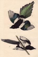 Load image into Gallery viewer, Audubon Octavo Print 227 Common Magpie, 1840 First Edition, detail