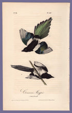 Load image into Gallery viewer, Audubon Octavo Print 227 Common Magpie, 1840 First Edition, full sheet