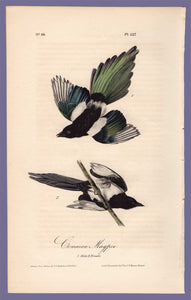Audubon Octavo Print 227 Common Magpie, 1840 First Edition, full sheet