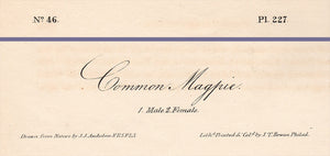 Audubon Octavo Print 227 Common Magpie, 1840 First Edition, text areas