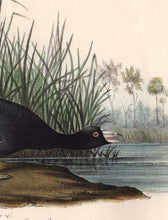 Load image into Gallery viewer, Audubon Octavo Print 305 American Coot, 1840 First Edition, detail