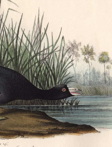 Audubon Octavo Print 305 American Coot, 1840 First Edition, detail