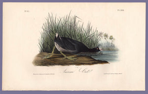Audubon Octavo Print 305 American Coot, 1840 First Edition, full sheet