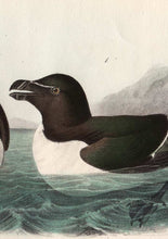 Load image into Gallery viewer, Audubon Octavo Print 466 Razor-Billed Auk, 1840 First Edition, detail
