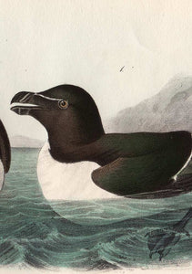 Audubon Octavo Print 466 Razor-Billed Auk, 1840 First Edition, detail