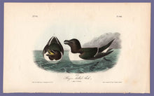 Load image into Gallery viewer, Audubon Octavo Print 466 Razor-Billed Auk, 1840 First Edition, full sheet