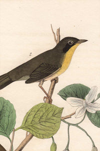 Audubon Octavo Print 102 Maryland Ground Warbler, 1840 First Edition, detail