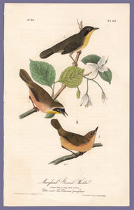 Audubon Octavo Print 102 Maryland Ground Warbler, 1840 First Edition, full sheet