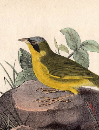 Audubon Octavo Print 103 Delafield's Warbler, 1840 First Edition, detail