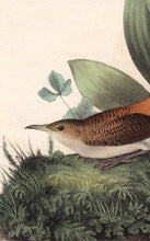 Load image into Gallery viewer, Audubon Octavo Print 116 Rock Wren, 1840 First Edition, detail
