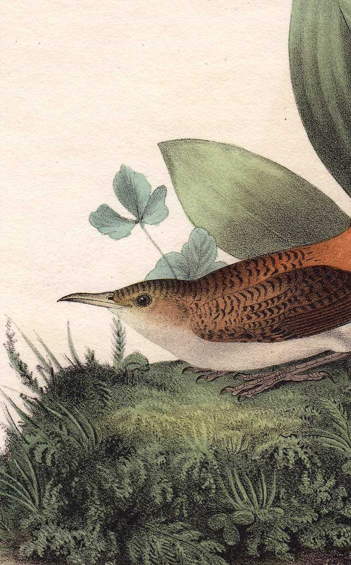 Audubon Octavo Print 116 Rock Wren, 1840 First Edition, detail
