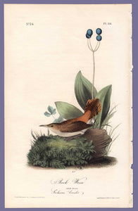 Audubon Octavo Print 116 Rock Wren, 1840 First Edition, full sheet