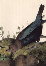 Load image into Gallery viewer, Audubon Octavo Print 212 Cow-Bird, 1840 First Edition, detail
