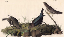 Load image into Gallery viewer, Audubon Octavo Print 212 Cow-Bird, 1840 First Edition, detail