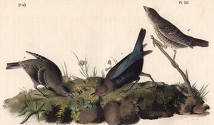 Audubon Octavo Print 212 Cow-Bird, 1840 First Edition, detail