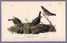 Load image into Gallery viewer, Audubon Octavo Print 212 Cow-Bird, 1840 First Edition, full sheet