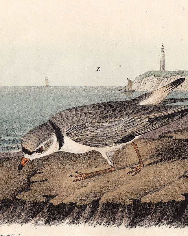 Audubon Octavo Print 321 Piping Plover 1840 First Edition, detail