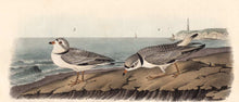Load image into Gallery viewer, Audubon Octavo Print 321 Piping Plover 1840 First Edition, detail