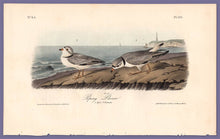 Load image into Gallery viewer, Audubon Octavo Print 321 Piping Plover 1840 First Edition, full sheet