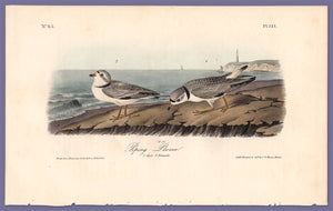 Audubon Octavo Print 321 Piping Plover 1840 First Edition, full sheet