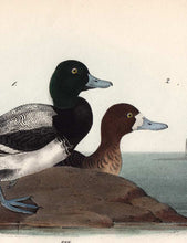 Load image into Gallery viewer, Audubon Octavo Print 498 Common Scaup Duck 1840 First Edition, detail