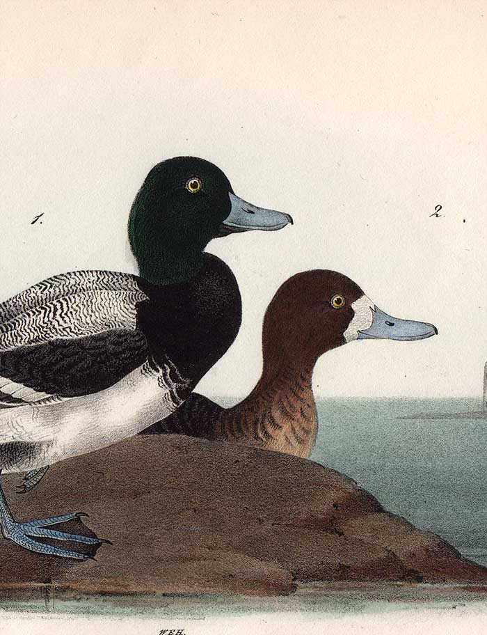 Audubon Octavo Print 498 Common Scaup Duck 1840 First Edition, detail