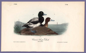Audubon Octavo Print 498 Common Scaup Duck 1840 First Edition, full sheet