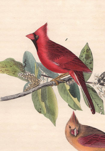 Audubon Octavo Print 203 Cardinal Grosbeak 1840 First Edition, detail